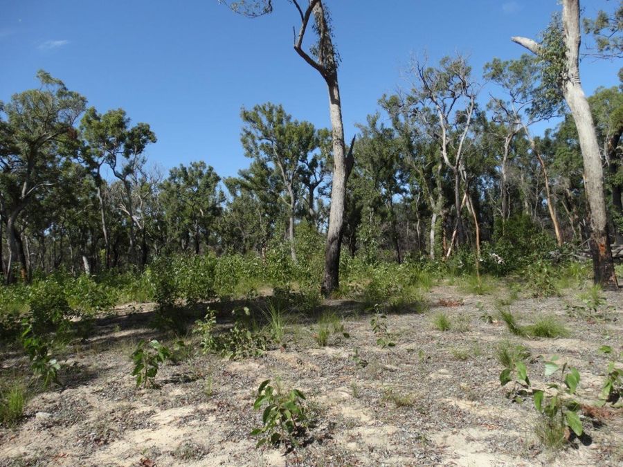 83 Deepwater Road Deepwater Queensland for Sale RE/MAX Australia