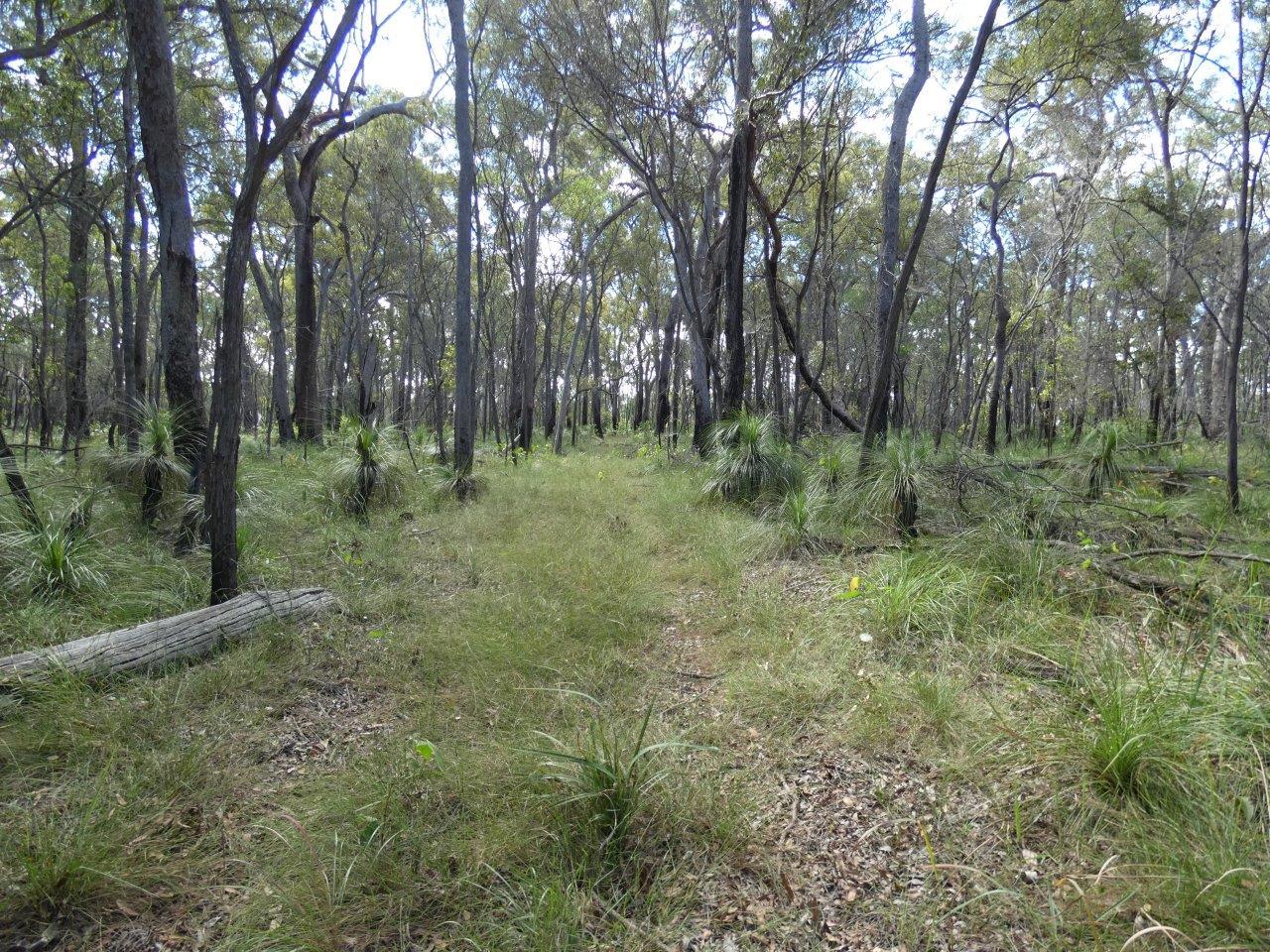 83 Deepwater Road Deepwater Queensland for Sale RE/MAX Australia