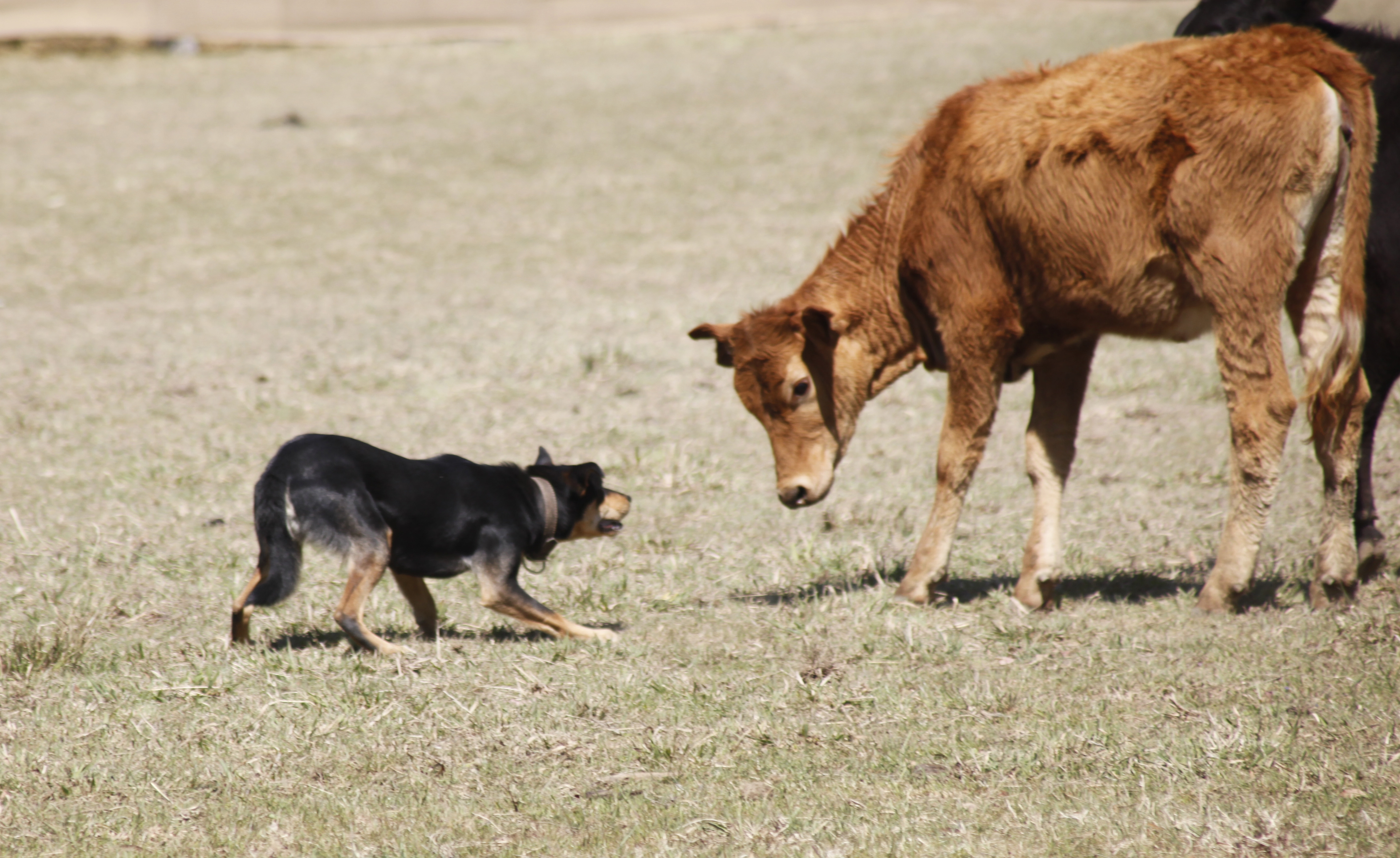Working Dog Futurity Trial & Sale 