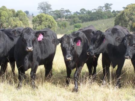 Monthly Store Cattle Sale