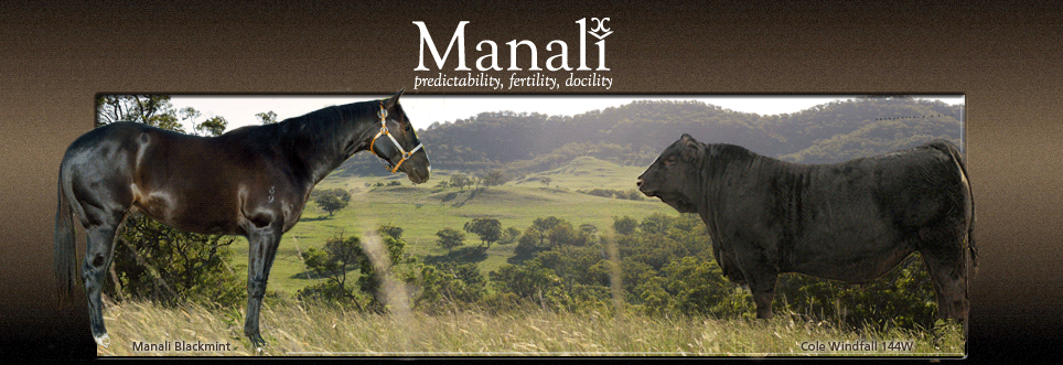 Manali Limousin & Lim-Flex Inaugural Bull Sale