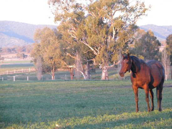 Tamworth Horse Stud
