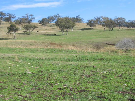 Quality Basalt grazing country close to Scone