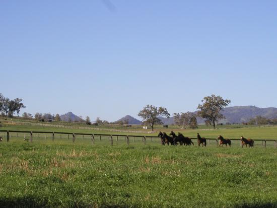Scone thoroughbred stud