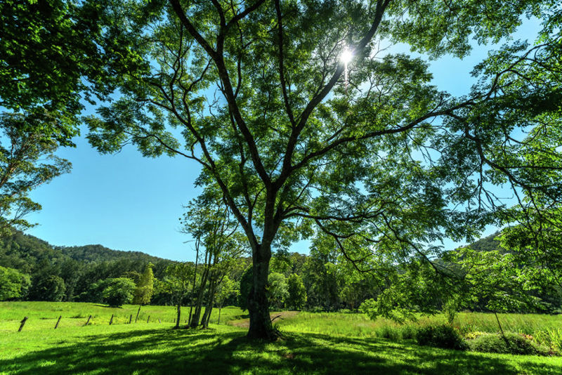 Real Estate in Bellingen