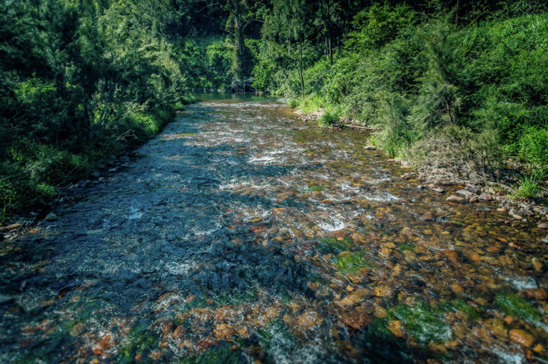 Real Estate in Bellingen