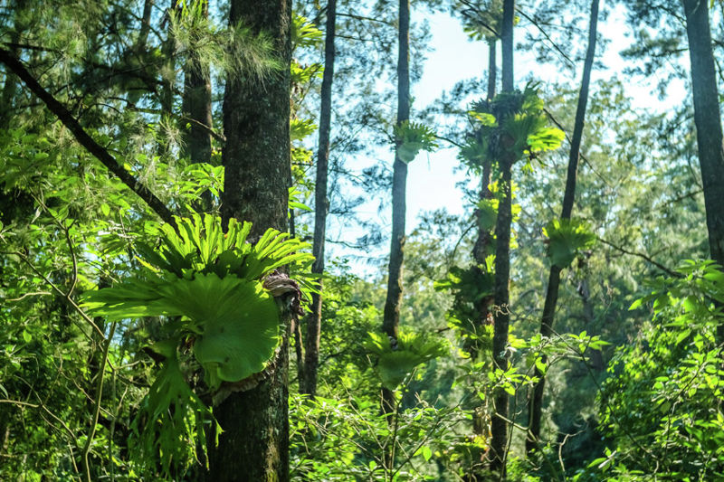 Real Estate in Bellingen