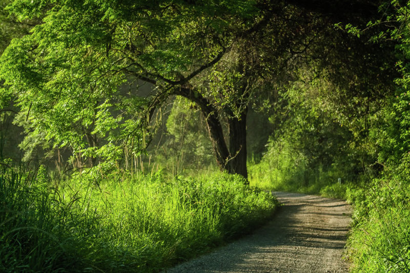 Real Estate in Bellingen