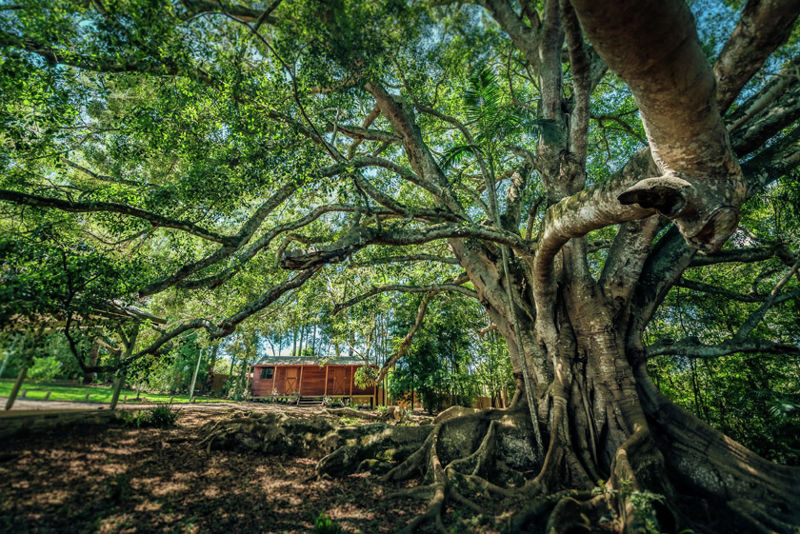 Real Estate in Bellingen