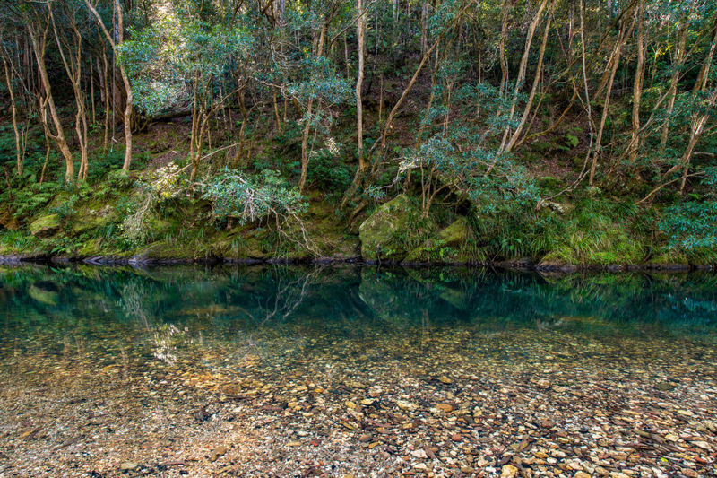 Real Estate in Bellingen