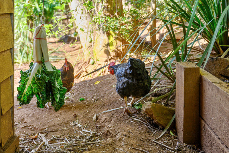 Real Estate in Bellingen