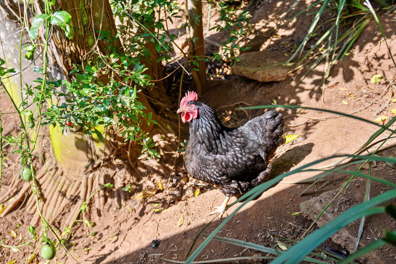 Real Estate in Bellingen