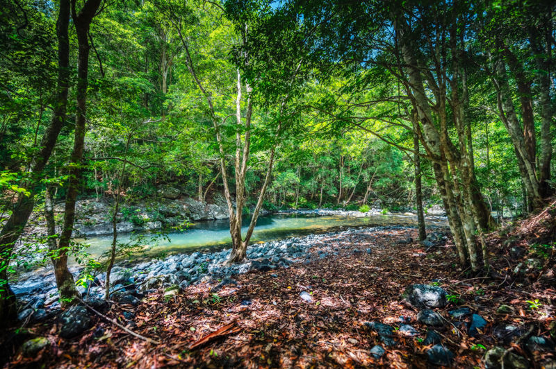Real Estate in Bellingen