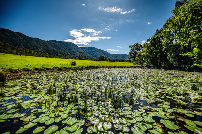 Real Estate in Bellingen