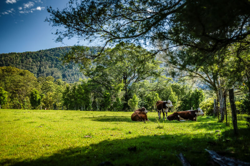 Real Estate in Bellingen