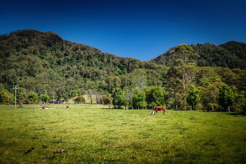 Real Estate in Bellingen