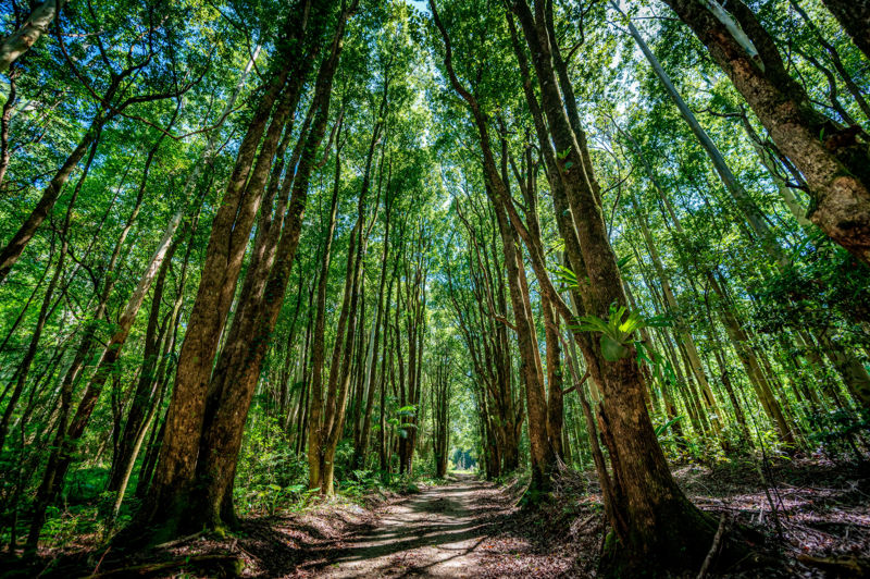 Real Estate in Bellingen
