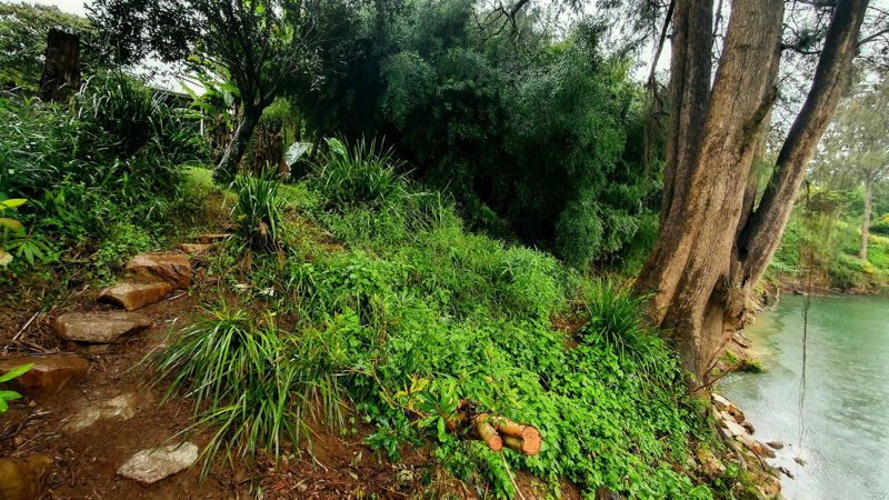 Real Estate in Bellingen