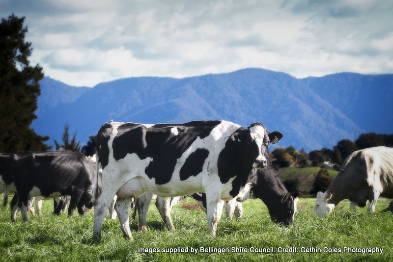 Real Estate in Bellingen
