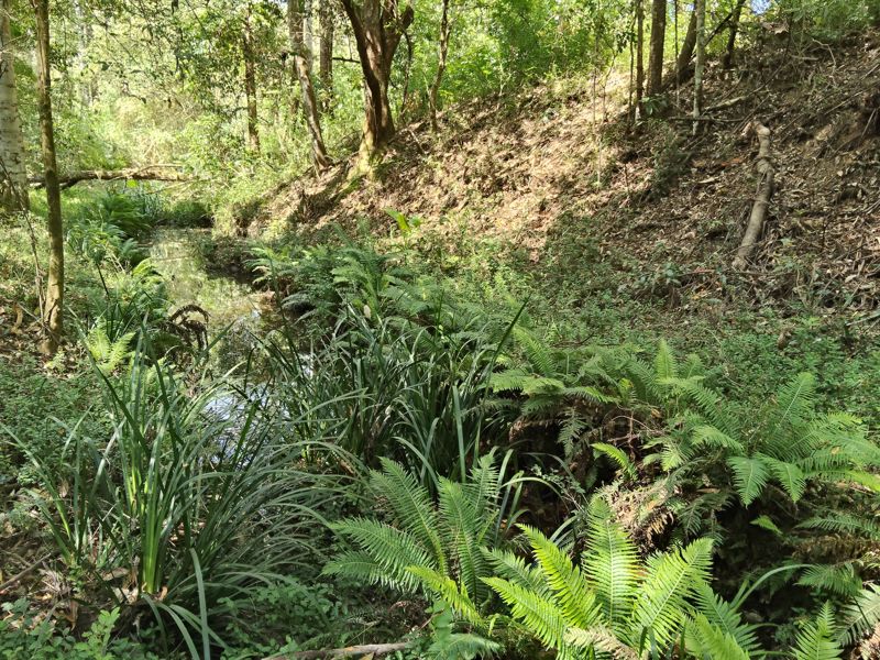 Real Estate in Bellingen