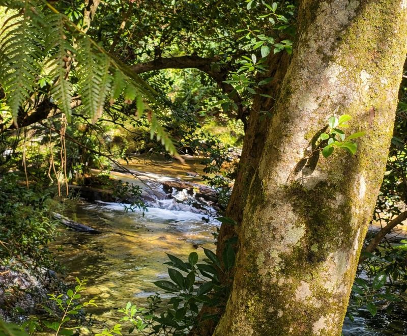 Bellingen Properties For Sale