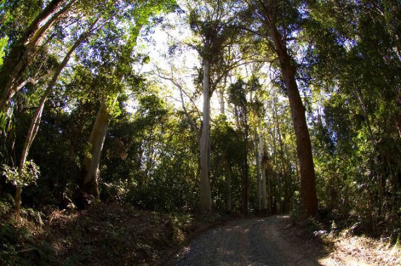 Real Estate in Bellingen
