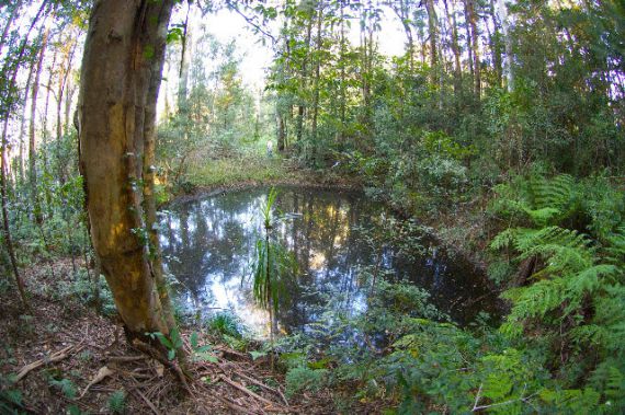 Real Estate in Bellingen