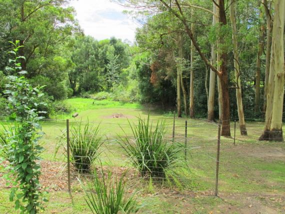 Real Estate in Fernmount