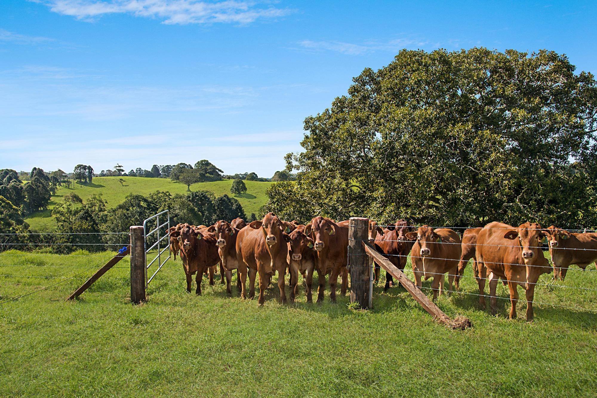Maleny Realty Real Estate Maleny Land Maleny For Sale Maleny > Home